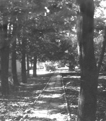 Alejka w parku w Chrobrzu. Rok wykonania 1974