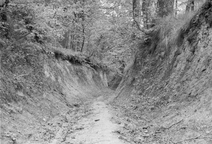Droga w wąwozie - Lasy Chroberskie, rok 1953