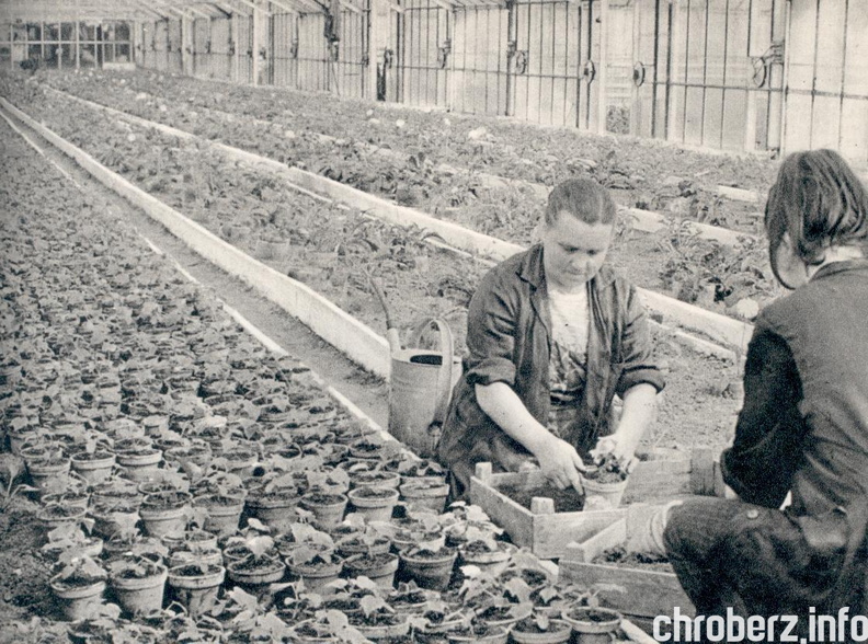 Nieprowice - szklarnia, fot. Andrzej Pęczalski Źródło - Ziemia Pińczowska, wyd. nakładem Urzędu Miasta Pińczowa, KAW, Kraków 1975.jpg